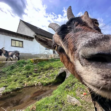 Seeblick - Tinyhouse Direkt Am Ferienhaus Neunburg vorm Wald